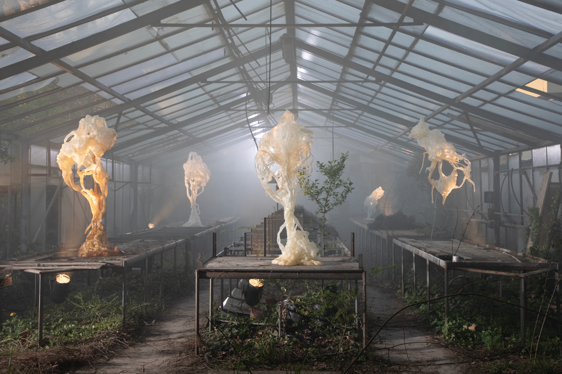Uchwycone piękno przemijania. Wystawa „Ghost Orchids” Marcina Rusaka w