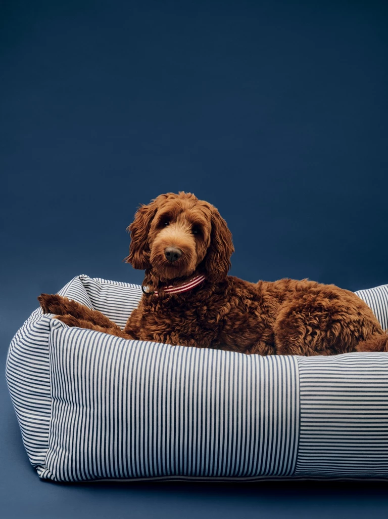 Najnowszy design dla psów od HAY x Holly Golightly