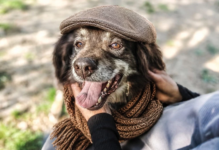 Pieskie szycie, czyli fotograficzna akcja 
