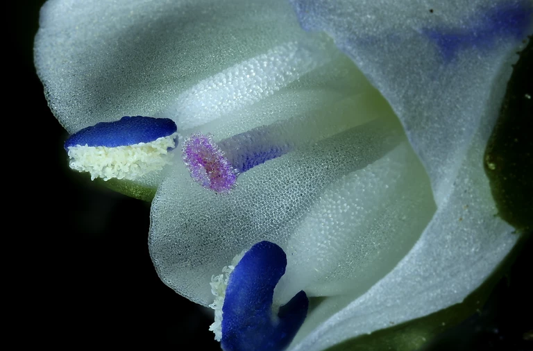 Mikroskopijne dzieła sztuki w konkursie Nikon Small World in Motion