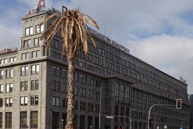 Warszawska palma uschła