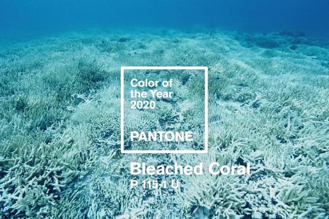 Bleached Coral is the color of 2020