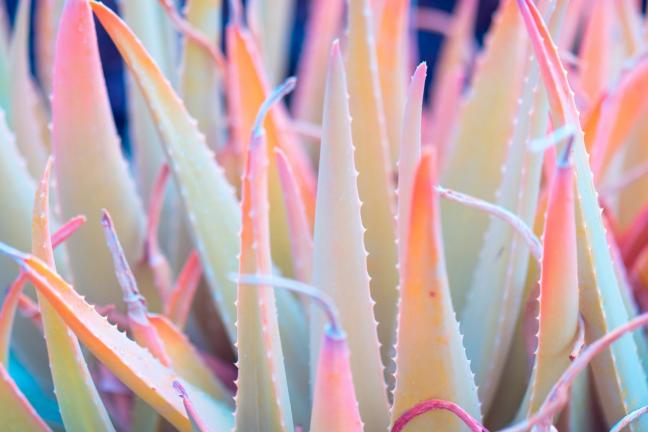 Cactuses in a macro scale