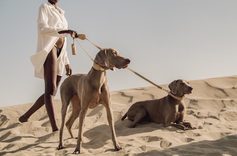 Pagerie - a luxury brand for dogs