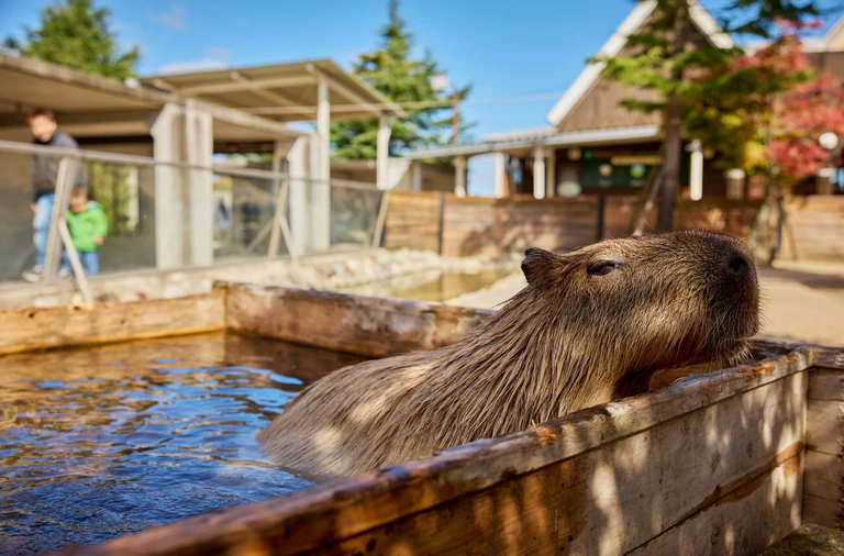 Zimowy zen w towarzystwie kapibary. Odkrywamy Nasu – ukryty skarb japońskich wyżyn