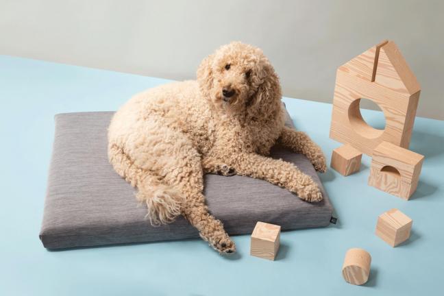 Stylish bedding for dogs